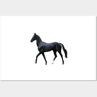 Black Akhal-Teke (Ochre) Posters and Art